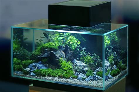 best fish for 3 gallon aquarium